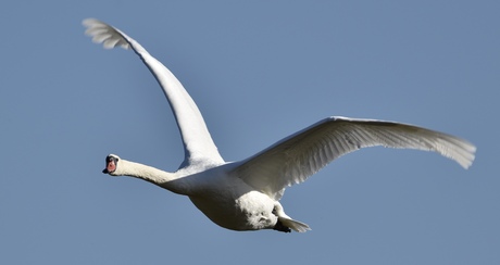 Zwaan in vlucht