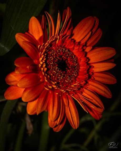 Hoe mooi kan een Gerbera van dichtbij zijn