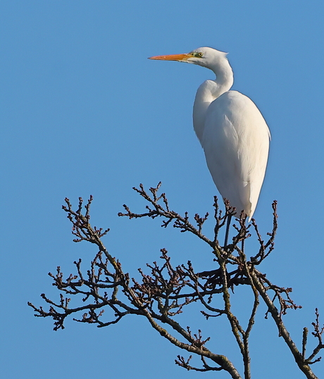 Grote zilverreiger