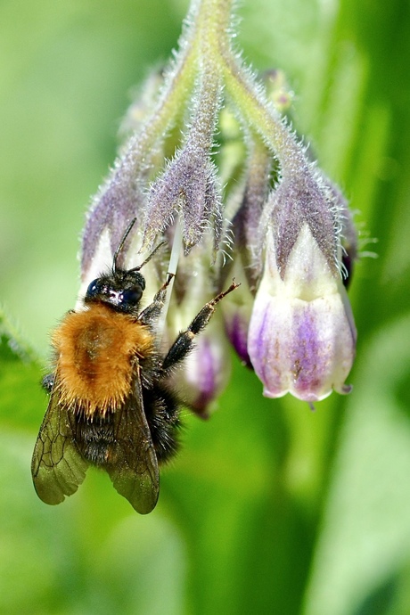 Akkerhommel