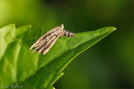Gewone Zakdrager, rups. (Psyche casta)