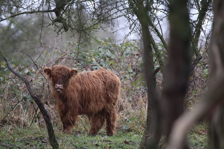 Schotse hooglanders