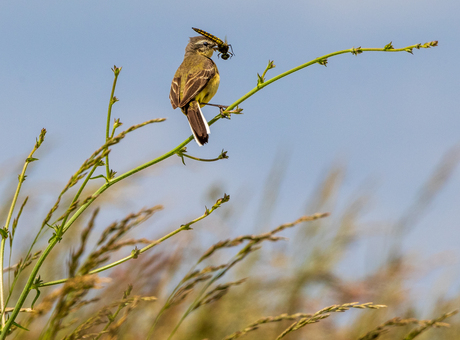 Lekker libelle hapje