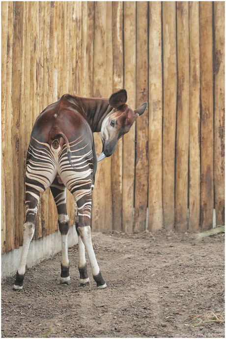 Iemand de rug toekeren........