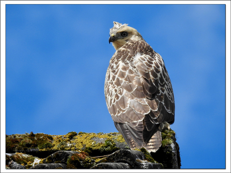 Jonge Buizerd