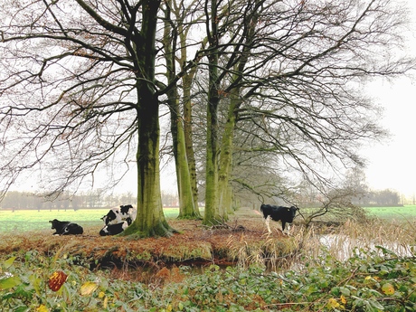 Lekker Hollands