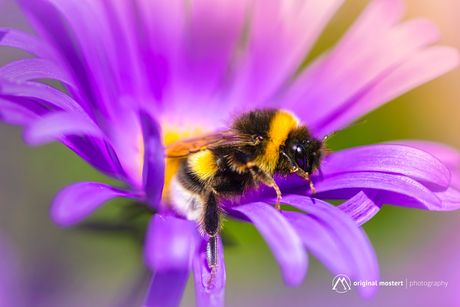 De zachte zoem van de natuur...