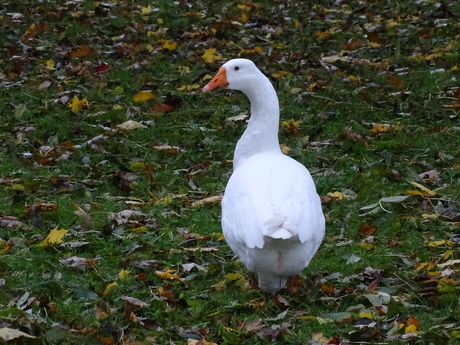 goose 
