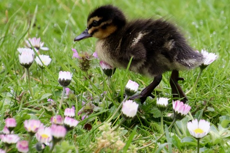 Kuikentje tussen margrietjes