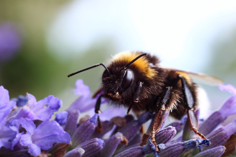 Hommel #2