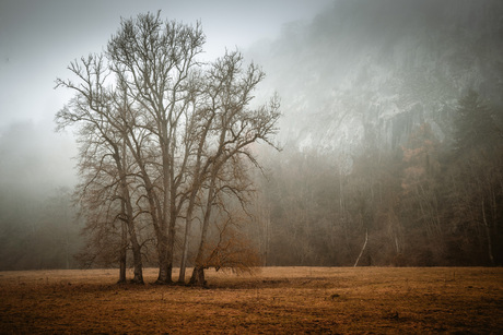 Misty Nature