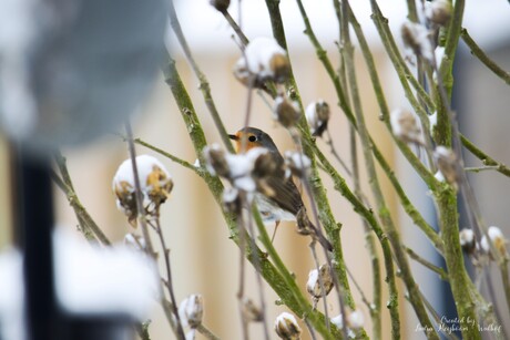 Roodborstje in de Sneeuw❄️