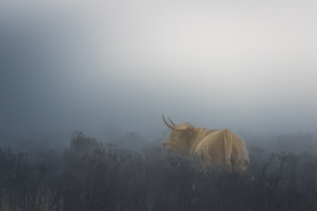 Schotse hooglander in de mist.