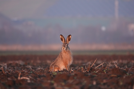 Haas tijdens het gouden uurtje