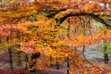 Herfst in de oostelijke Veluwe