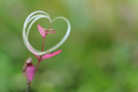 Oktober; Pink Ribbon maand