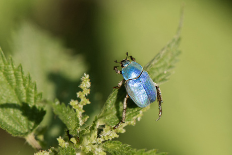 Hoplia Coerulea