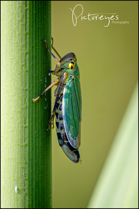 Groene rietcicade