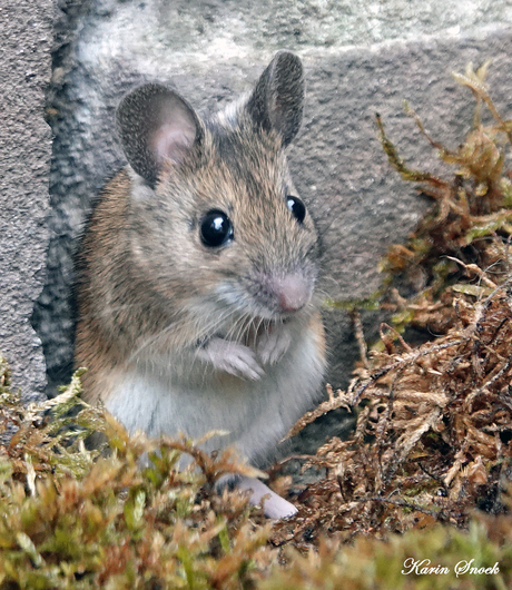 "Klein klein muisje..."