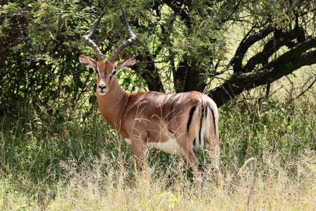 Antilope