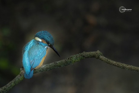 Ijsvogel