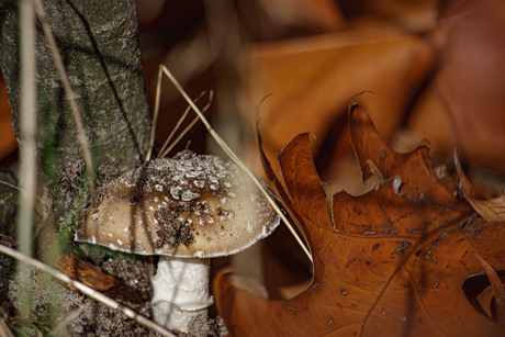 paddestoel bij boom