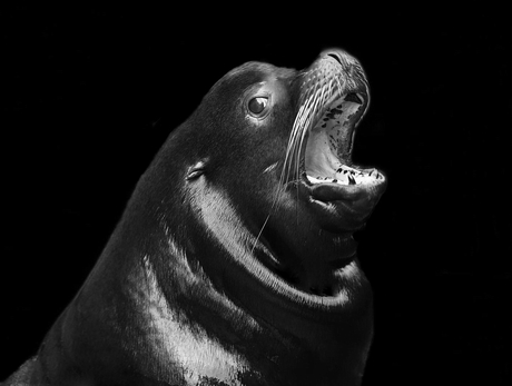 Californische zeeleeuw 