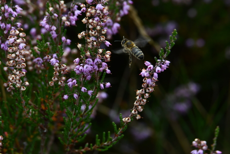 Honingbij bij heide