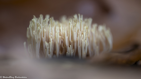 ZoomNL Dorstpaddestoelendag