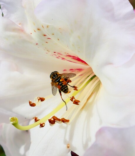 vlieg on de rododendron