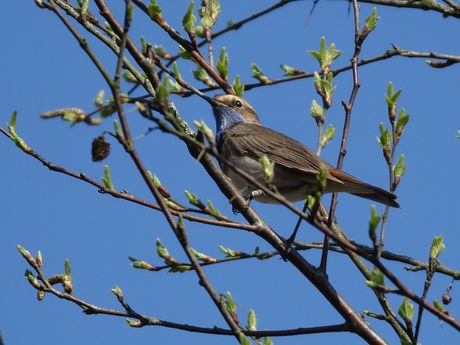 Blauwborst zingend in de Ossendrechtse duinen