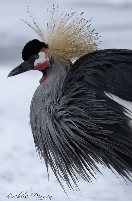 Grijze Kroonkraanvogel