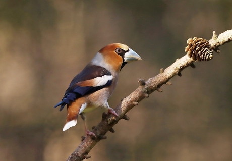 Appelvink