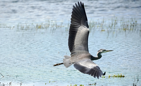 Reiger in de vlucht.