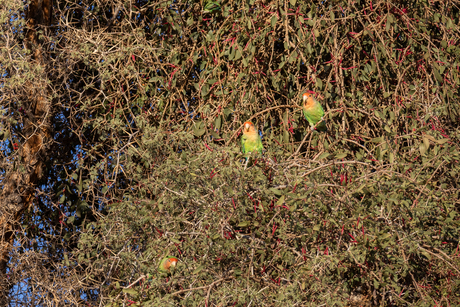 Agapornissen in het wild