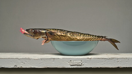 Barbie killing mackerel.