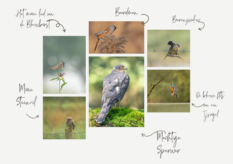 Nieuw blog over vogelfotografie.
