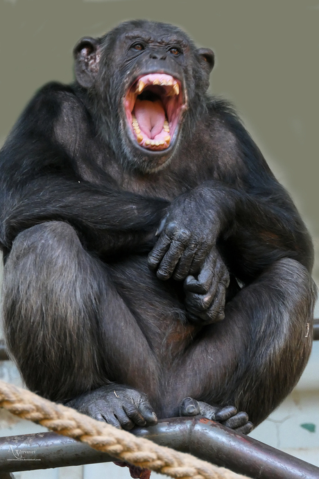 Chimpansee