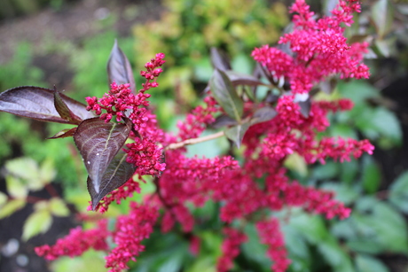 Astilbe & Weigelia een magische dans