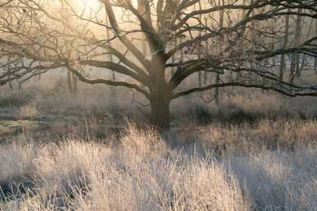 Winter sprookje