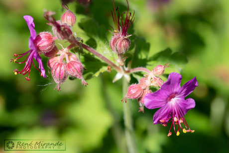Lente bloemen