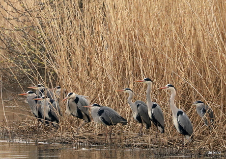 reigers