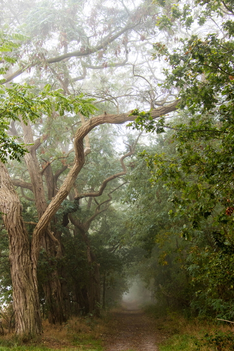 Zomaar een bomenlaantje