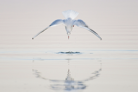 Meeuw boven het water