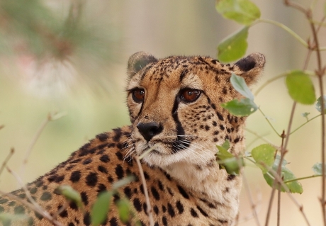 Cheeta