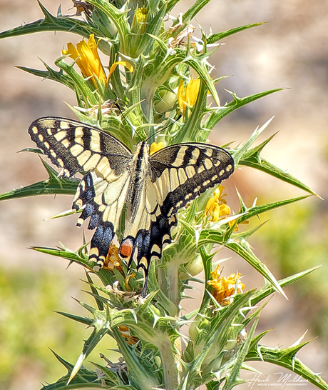 Koninginnenpage (Papilio machaon)