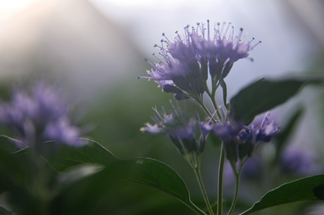 Gek op bloemen