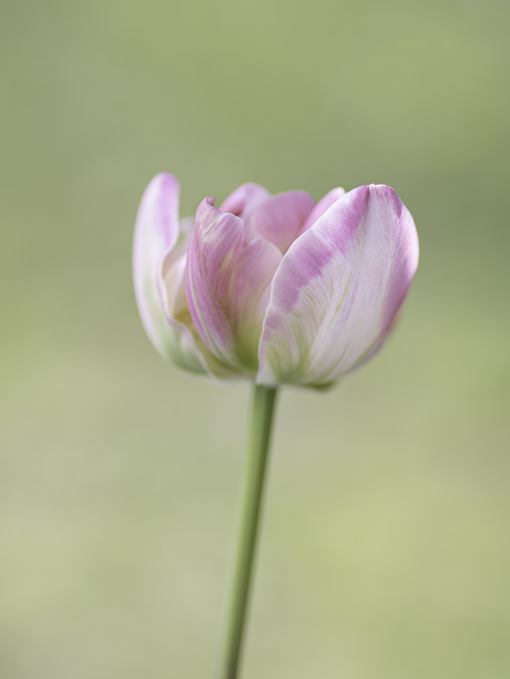 Roze tulp