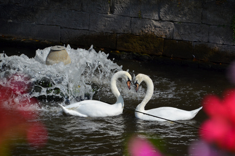 Zwanen in Brugge 