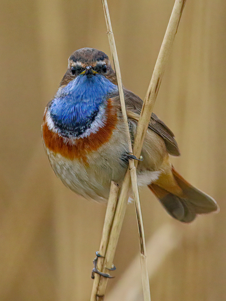 Blauwborstje